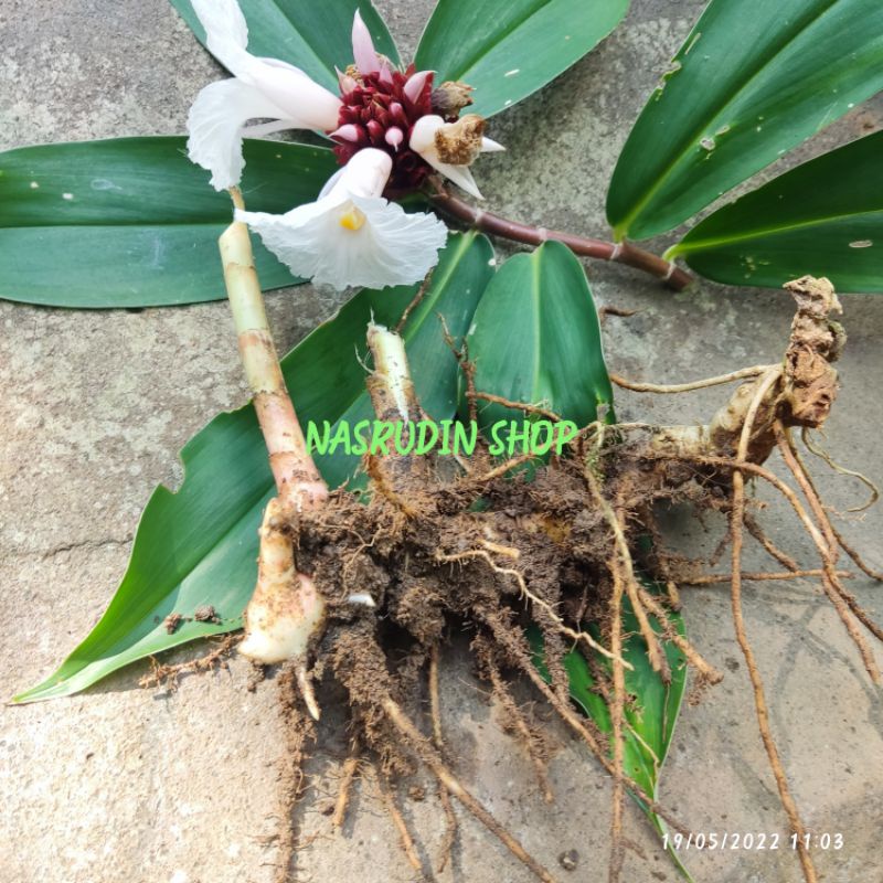 

[Fresh] UMBI INSULIN PLANT / CHEILOCOSTUS SPECIOSUS / BIBIT UMBI INSULIN PLANT / UMBI PACING