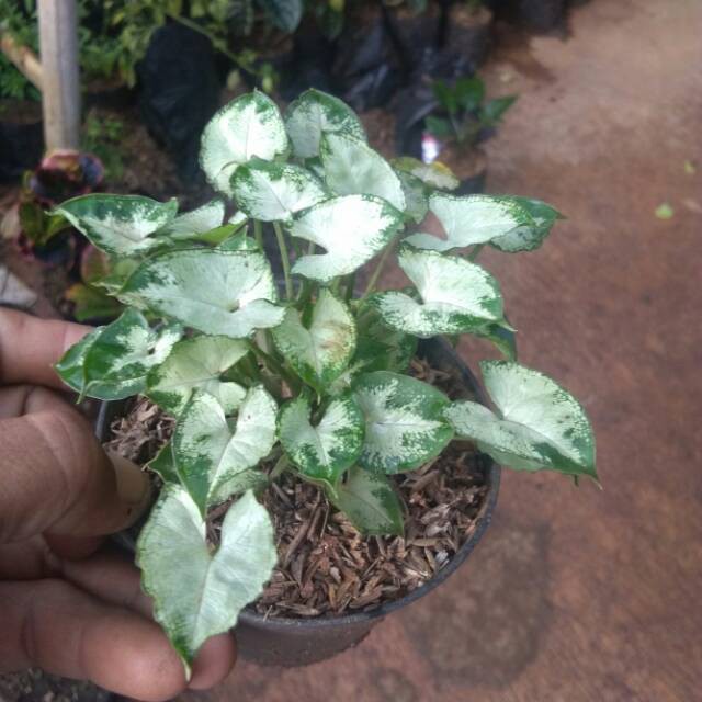Tanaman hias syngonium mini syngonium lilyput mini