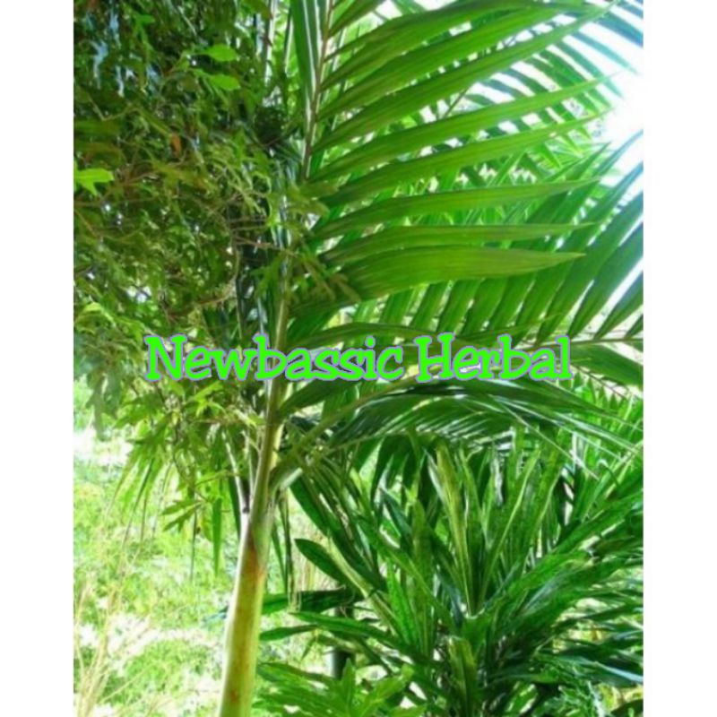 

daun pinang alami herbal 500g