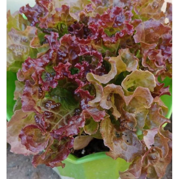 Bibit Selada Merah F1 Olga Red - Benih Sayuran