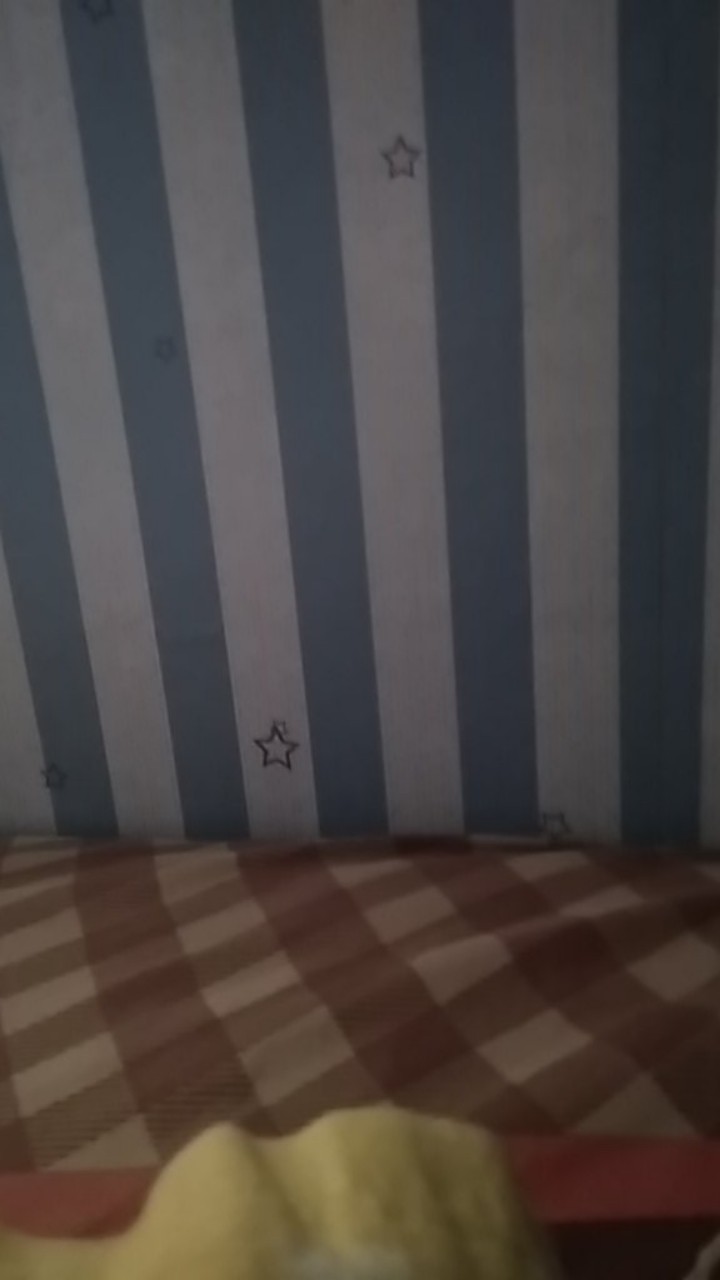 Paku Payung Reseller