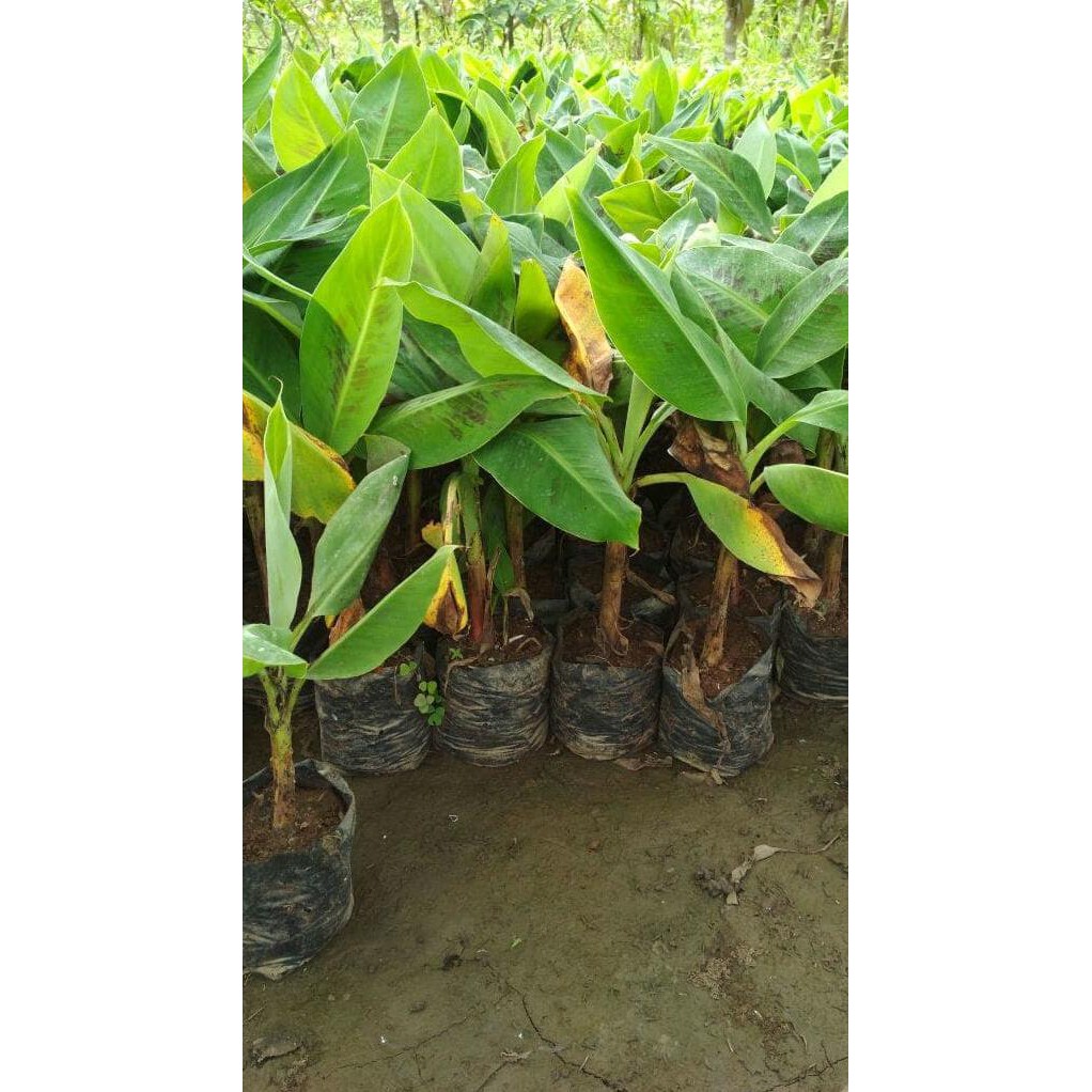 Bibit Buah Pisang Cavendish