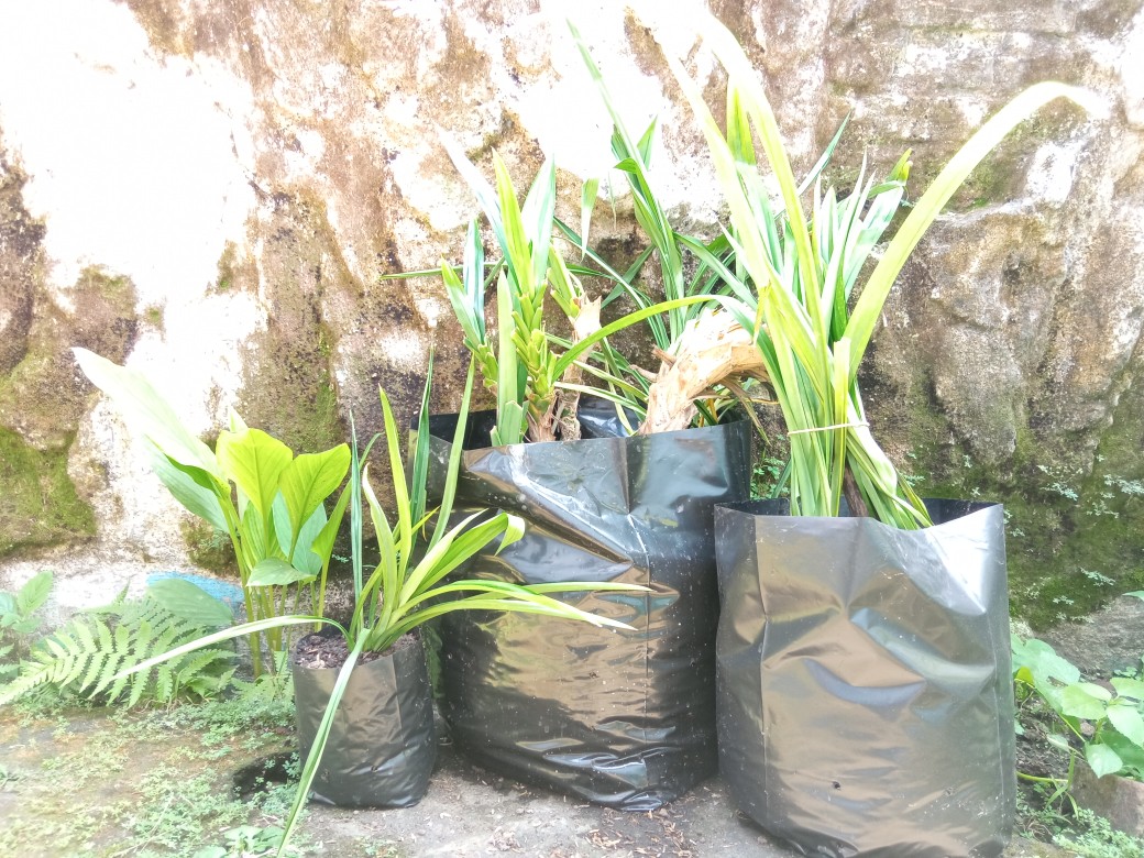 Polybag 25x25 Per Lembar