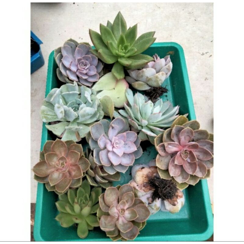 sukulen paket 10pcs ukuran jumbo besar