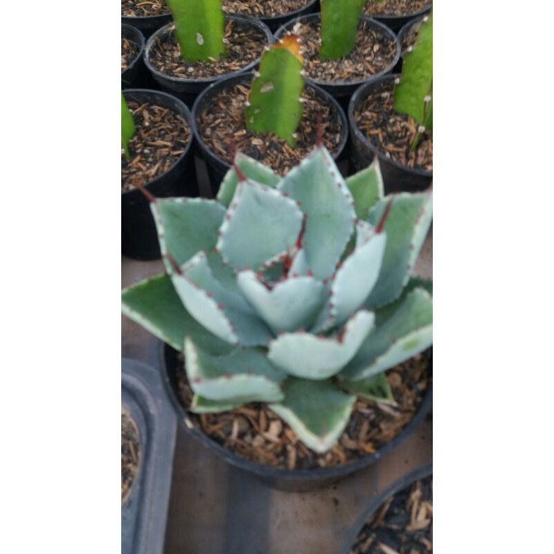 

agave