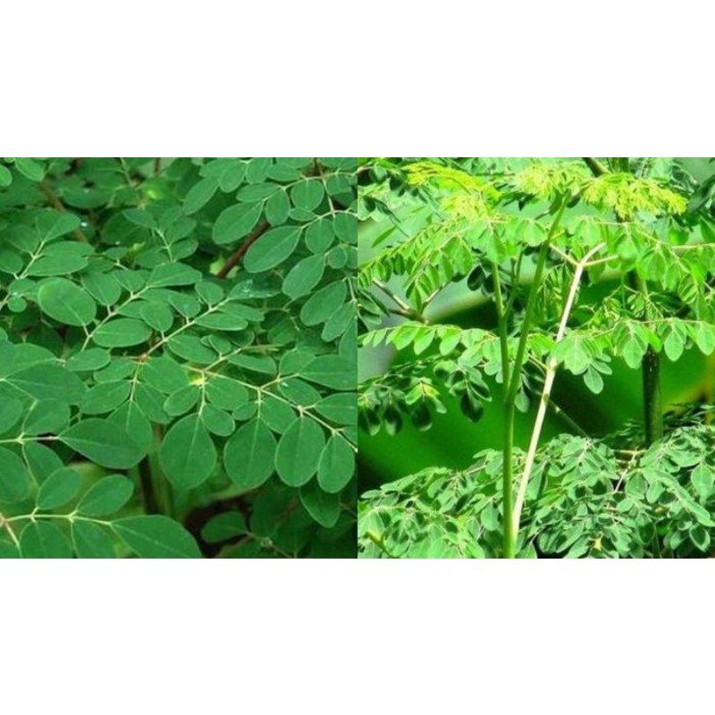 

Daun kelor segar