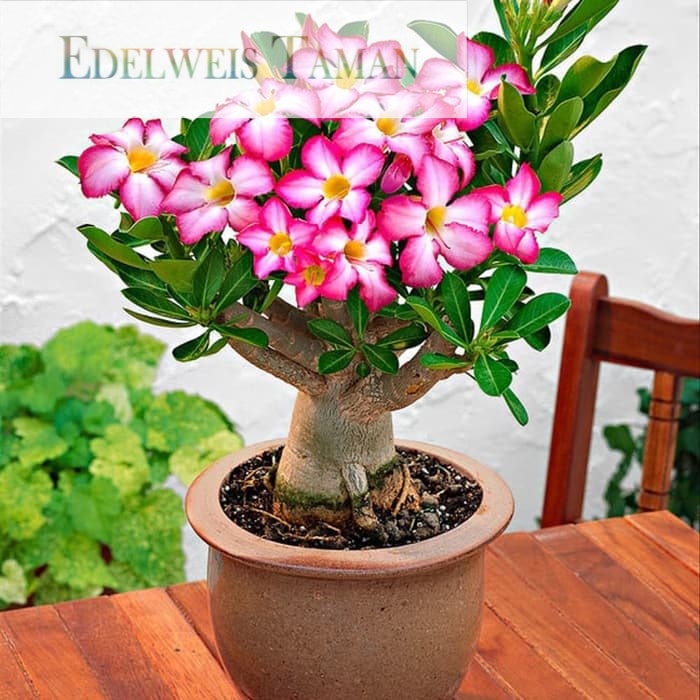 NEW! tanaman hias Adenium.(tanaman pot meja). EDELWEIS