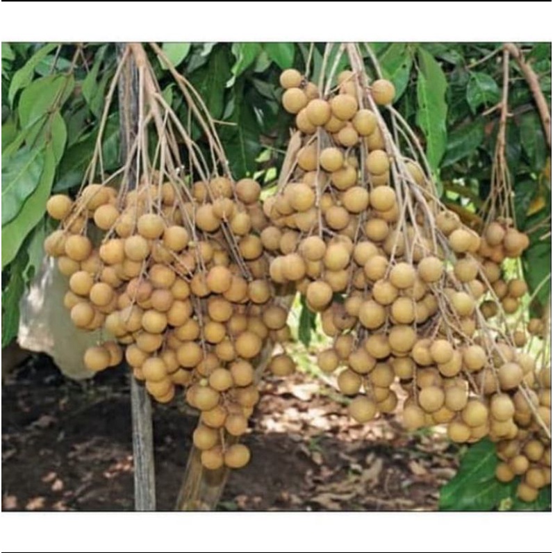 Bibit Kelengkeng New Kristal Unggul