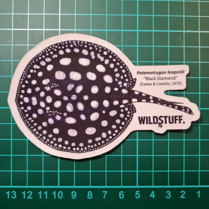 

STICKER BLACK DIAMOND STINGRAY POTAMOTRYGON LEOPOLDI