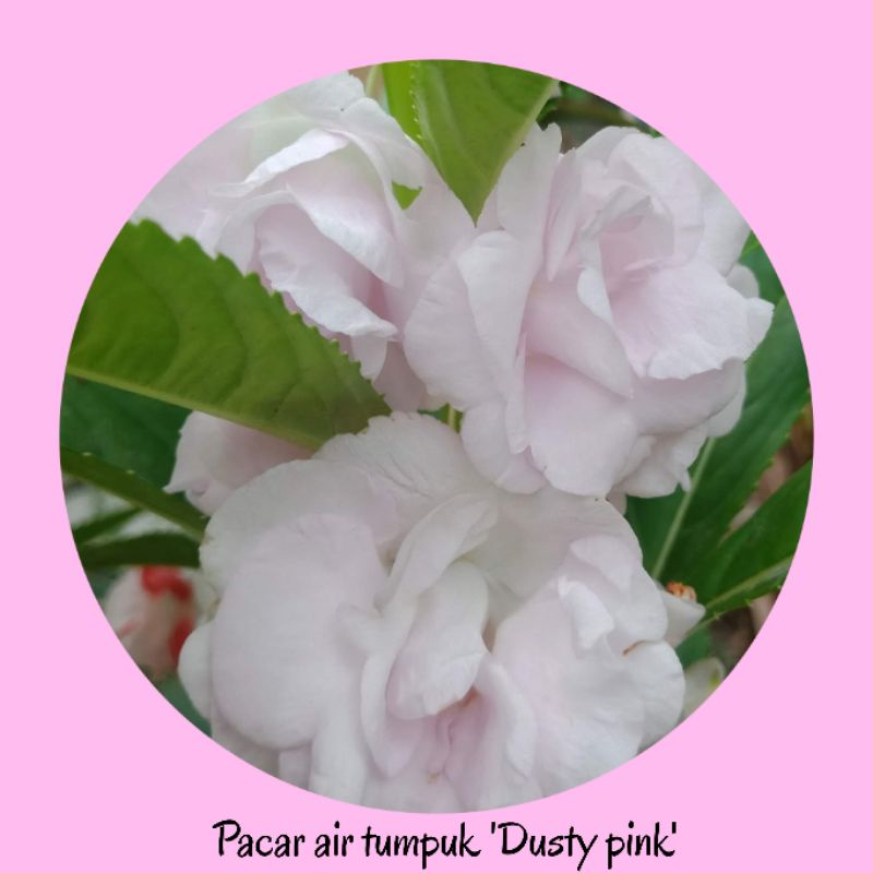 Benih pacar air tumpuk "Dusty pink"
