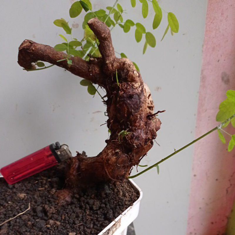 Bahan Bonsai Ileng Ileng Karakter Batang Unik Realpic Shopee Indonesia