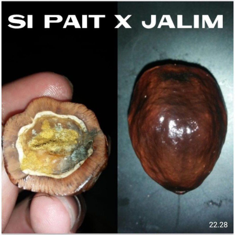 

muncang adu jayanti si pait