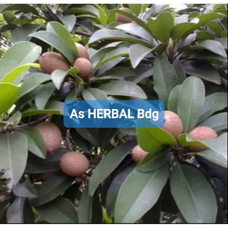 

Daun Sawo Segar 200 gram / daun buah sawo-az