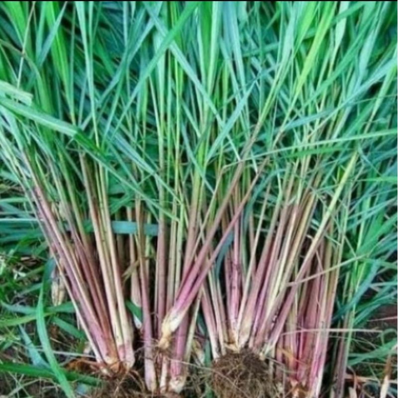 Jual Pohon Sereh Merah Sereh Wangi Tanaman Herbal Bibit Pohon Sereh 