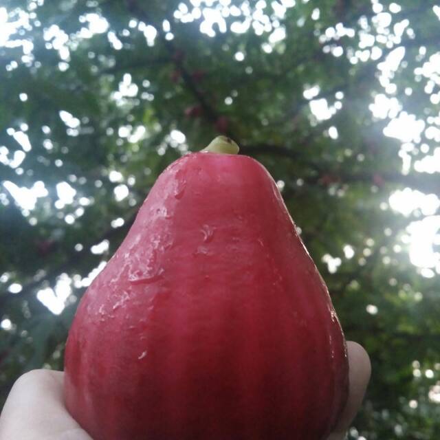 Jambu Bol Jamaika (Harga utk 1KG)