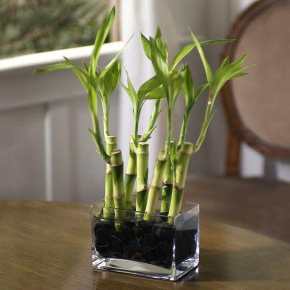 Bambu Hoki / Bambu Air / Sri Rejeki / Bambu Cina / Pagoda / Tanaman Air / Bambu Hias Harga Per Batan