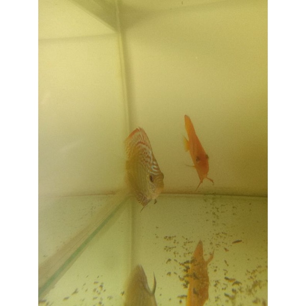 Discus pigeon 2inch