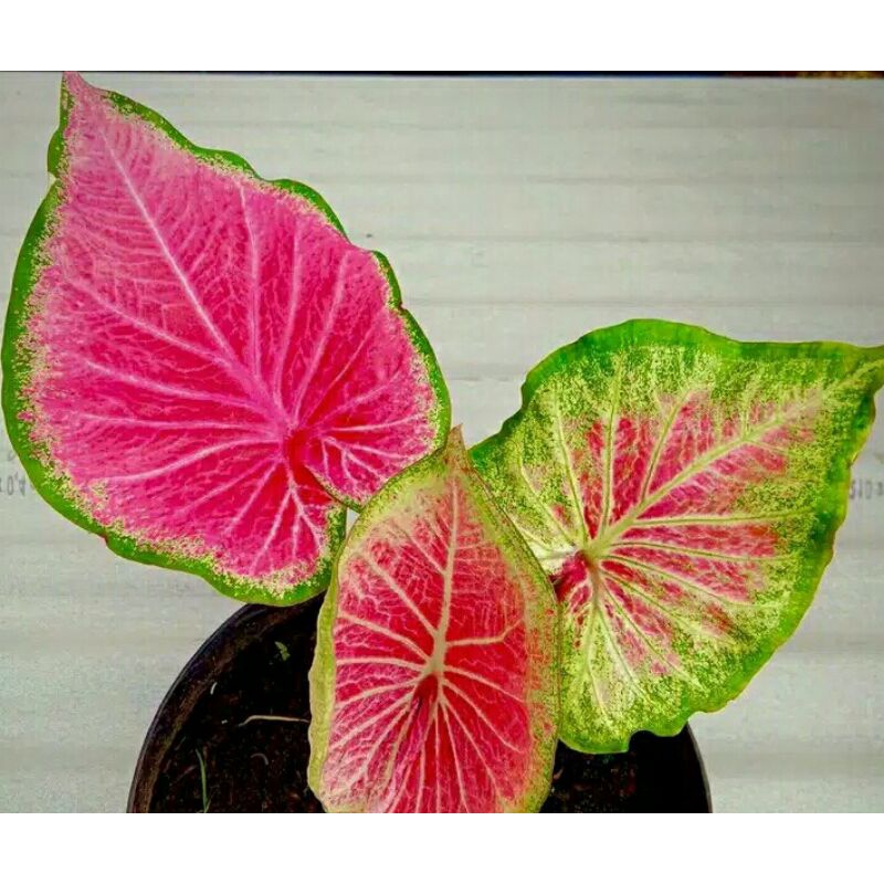 tanaman hias umbi caladium In memoriam pink cloud keladi hoas thailand