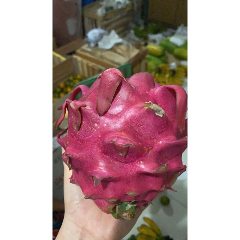 

Buah Naga merah