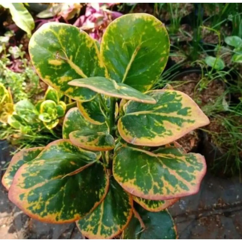 Paketan 4 jenis tanaman hias puring / tanaman hias murah / tanaman puring