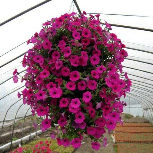 Tanaman hias bibit bunga petunia