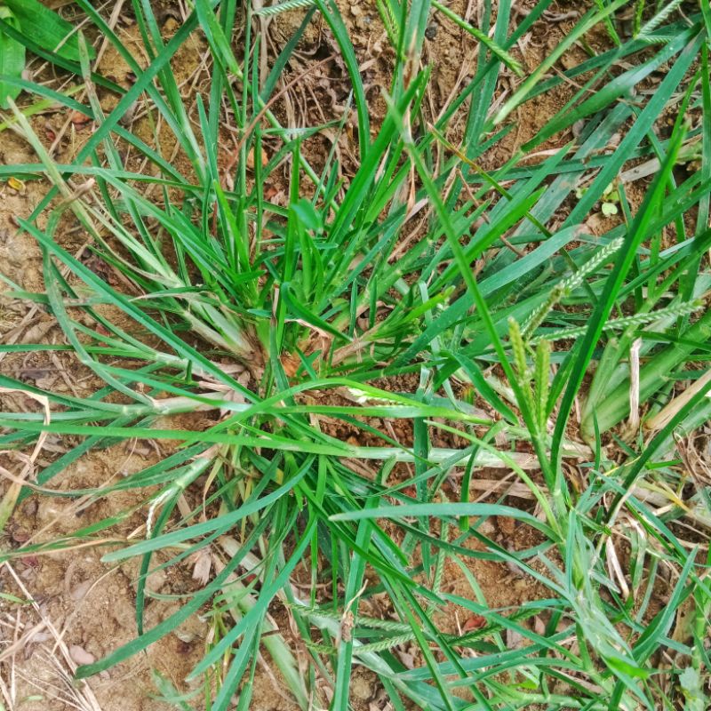 

RUMPUT BELULANG ATAU TANAMAN JAMPANG. KEMASAN 500 grm