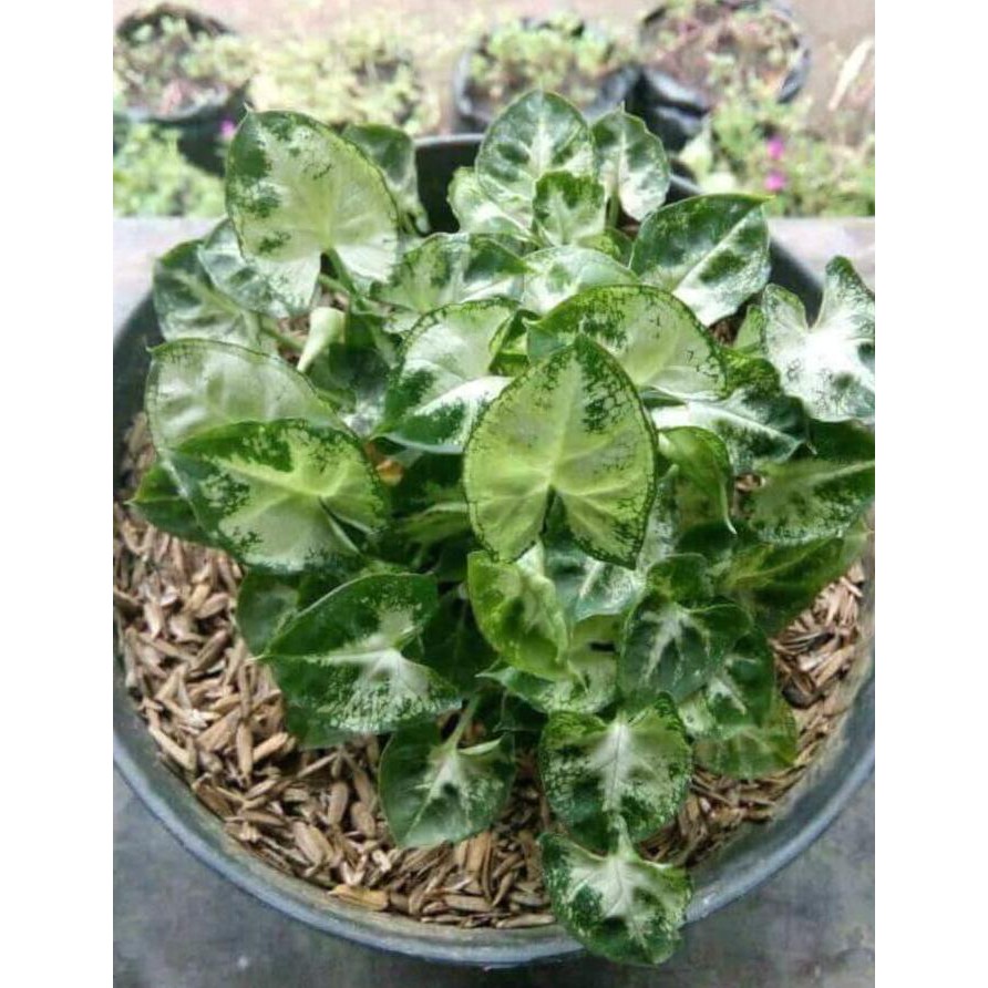 Jual Bibit Keladi Mini Tanaman Hias - Benih / Biji / Bibit / Binih Murah#