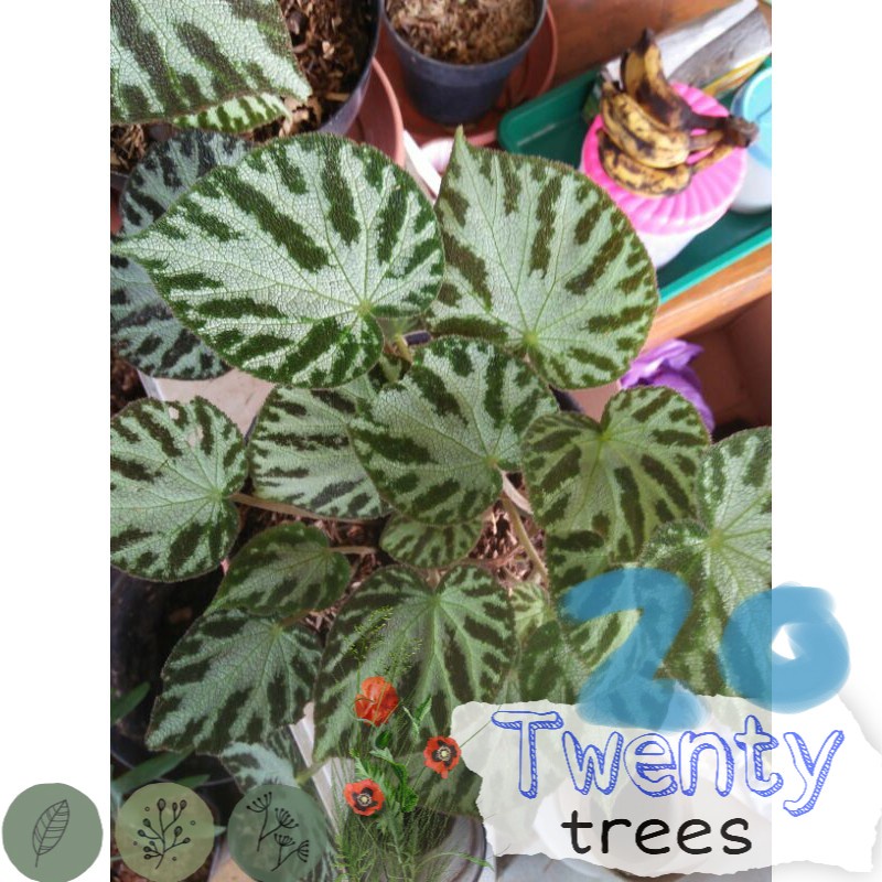 Tanaman Hias Begonia Tiger / Tanaman hias hidup / tanaman hias / tanaman gantung / tanaman hias gantung / tanaman hias murah / tanaman hias hidup murah / pohon hias