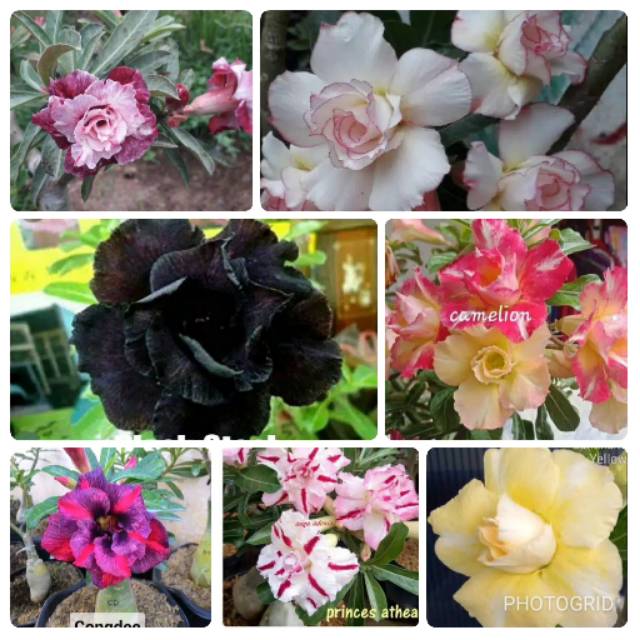 

7 ADENIUM TRIPLE COLOUR WARNA TERBARU