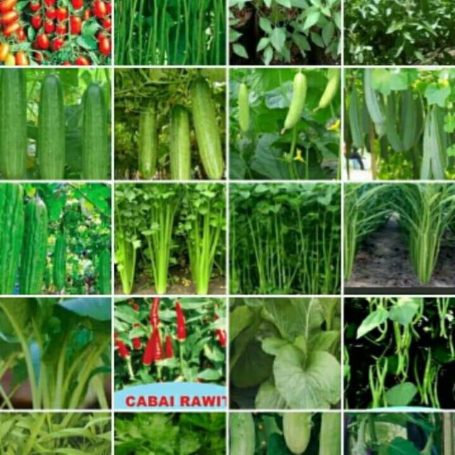 Benih Sayuran / Paket Hemat