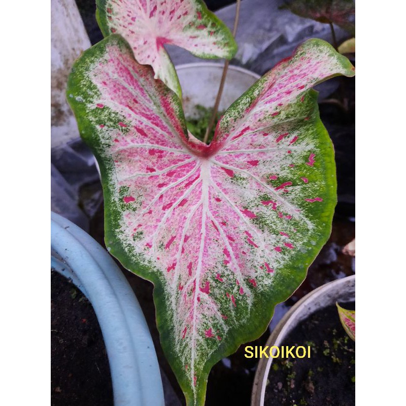 Caladium keladi Pink Ratana