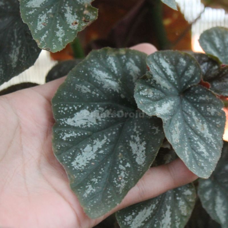 Jual Begonia Rex Silver Tanaman Hias Hidup Shopee Indonesia