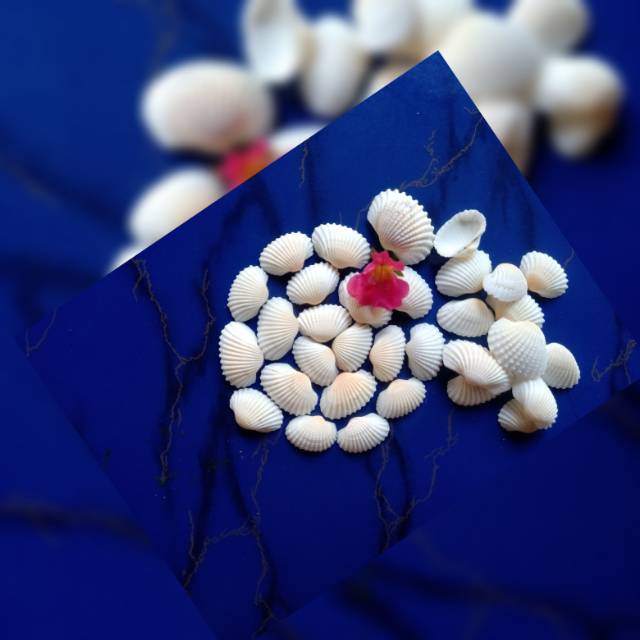 Cangkang kerang, kulit kerang putih kerajinan prakarya
