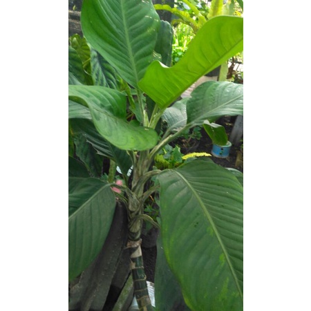 dieffenbachia batang daun varigata/remaja, difen bigben, hindari cahaya matahari langsung