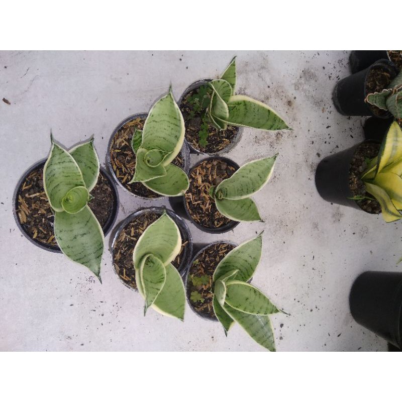 sanseviera hahni cream