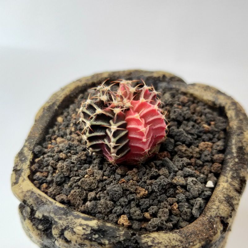 kaktus miha lb hybrid variegata - lb ori x sf