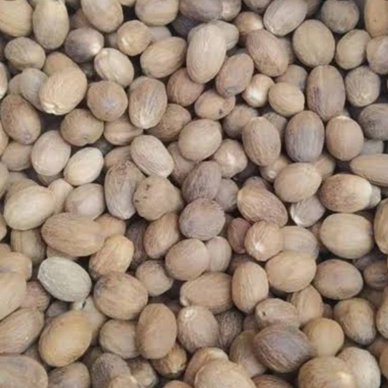 Biji Pala - Nutmeg Whole - 1pcs