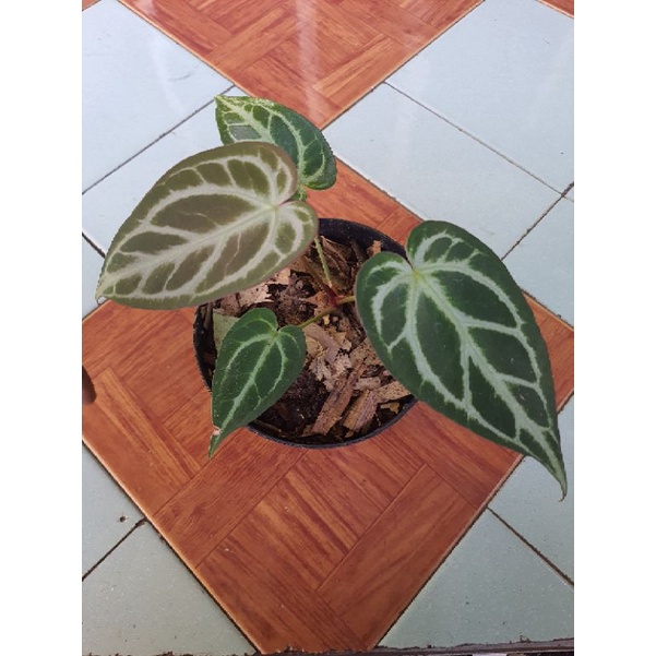 anthurium kuping gajah silver hope daun panjang