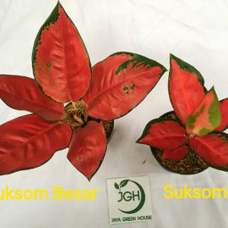  Aglonema  Suksom  Jaipong Stang  Pendek  Shopee Indonesia