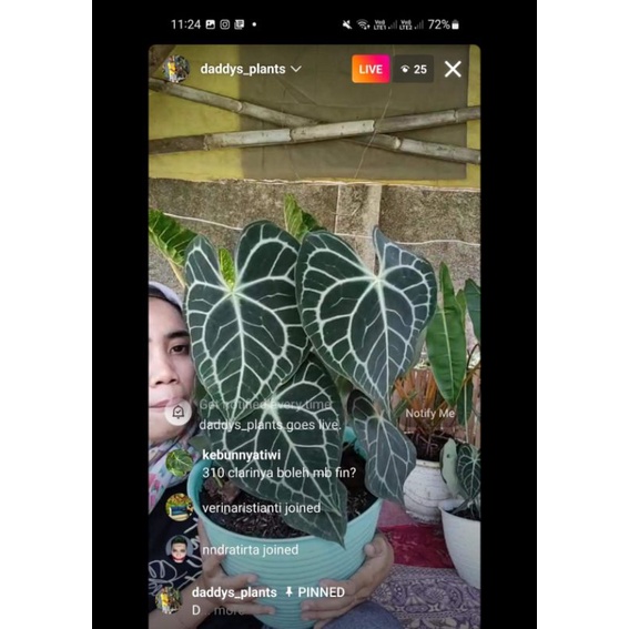 anthurium clarinervium original