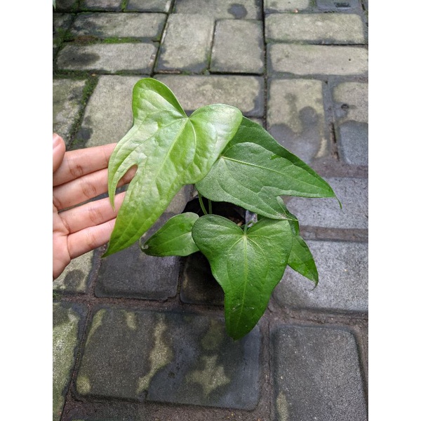 Anthurium Pedatoradiatum