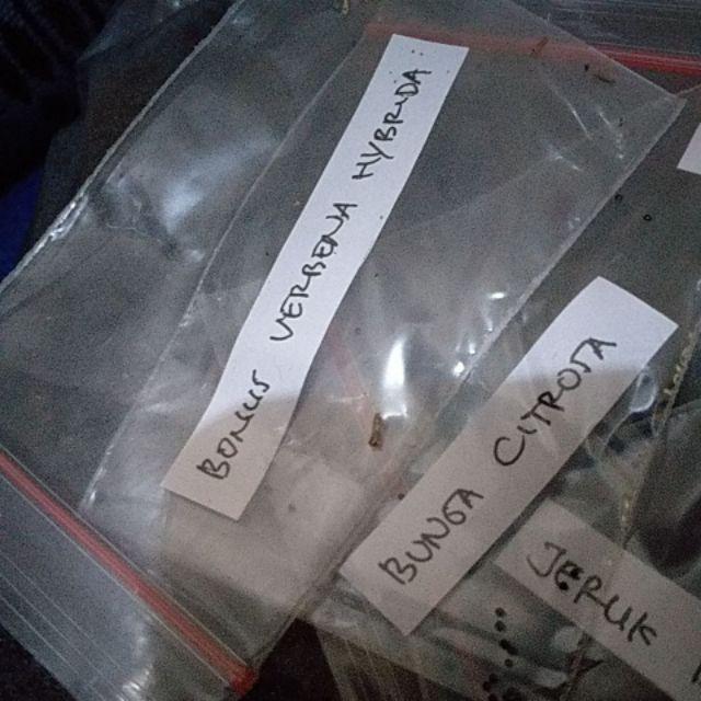 Bunga Citrosa Pengusir Nyamuk