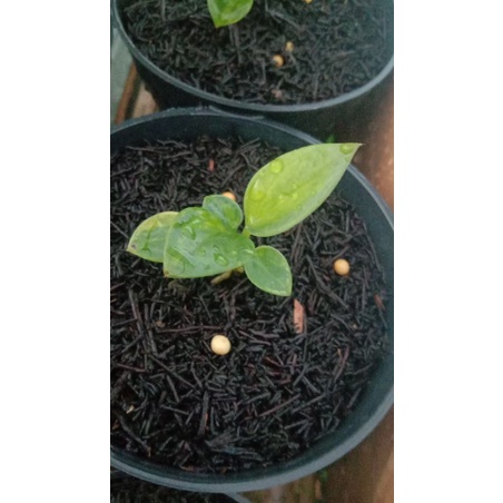 Bibit Jemani Eka Varigata Tipis