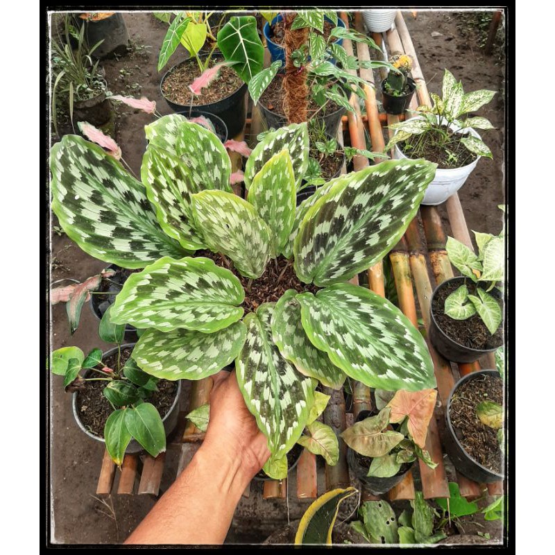 Tanaman Hias Calathea/calathea Bulu Merak