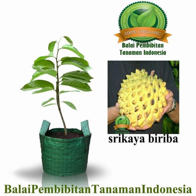 A1 BIBIT SRIKAYA BIRIBA / BIBIT BUAH / TANAMAN UNGGULAN!