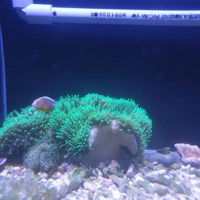 Terumbu karang anemon untuk ikan nemo
