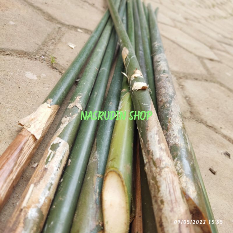 

[Fresh] JUAL POTONGAN BATANG POHON BAMBAN SEGAR / BANGBAN / BEMBAN / BANBAN UNTUK SENI DAN KERAJINAN