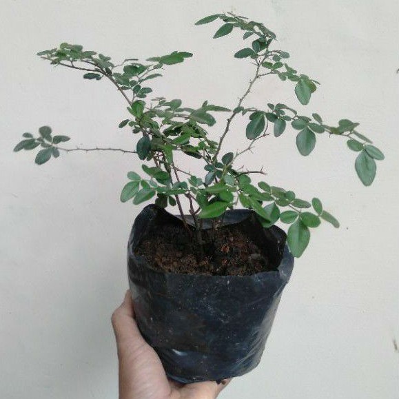 BAHAN BONSAI JERUK KIMKIT, BAHAN BONSAI