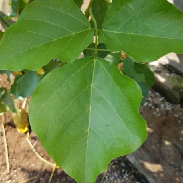 

Daun Dadap Segar Per Lembar