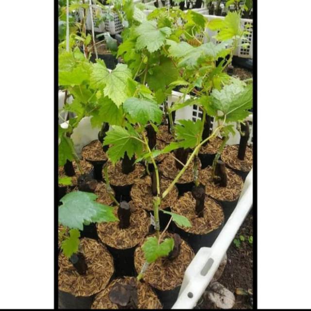 Bibit Anggur ANGELICA Grafting Import